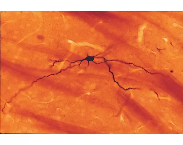 NEUROBIOTIN Tracer