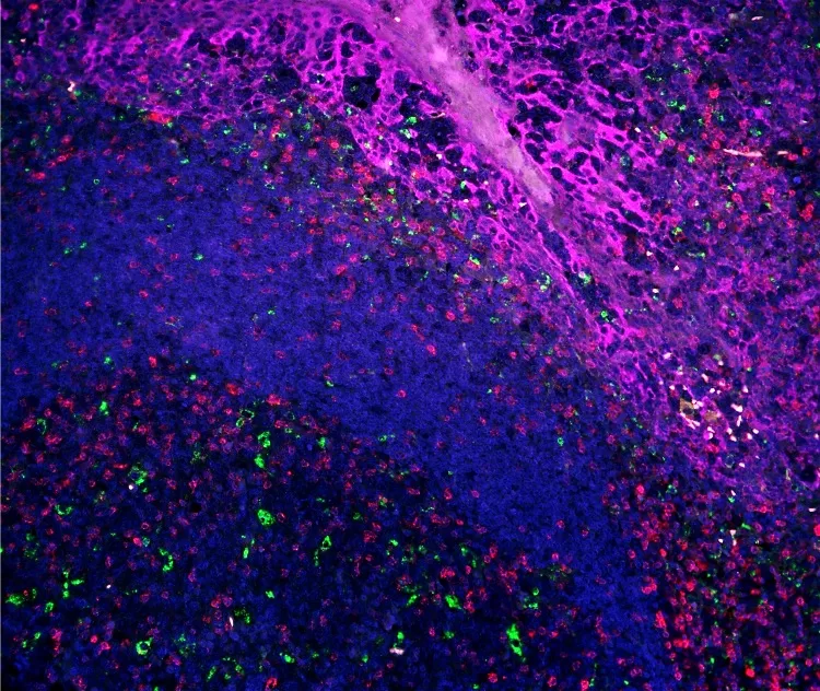 VectaPlex™ Antibody Removal Kit 3 VectaPlex 1 jpg