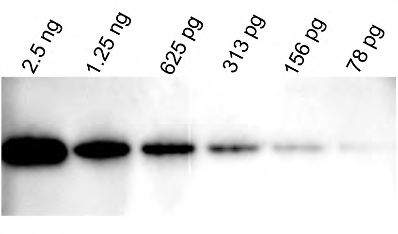 WestVision Peroxidase Polymer, Anti-Mouse IgG (Western Blot Detection) 2 VL WB 1000 WB 2000 WB validation