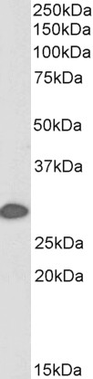Goat Anti-14-3-3 sigma / Stratifin, Biotinylated Antibody
