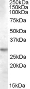 Goat Anti-14-3-3 tau / YWHAQ Antibody