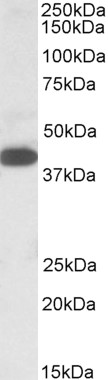 Goat Anti-A4GNT / alpha4GNT Antibody