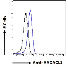 Goat Anti-AADACL1 Antibody