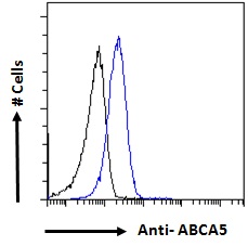 Goat Anti-ABCA5 Antibody