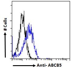 Goat Anti-ABCB5 Antibody
