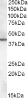 Goat Anti-ABHD12 Antibody