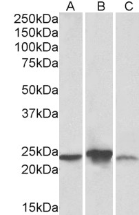 Goat Anti-ABHD14B (aa188-200) Antibody