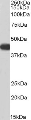 Goat Anti-ACADM, Biotinylated Antibody