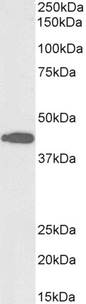 Goat Anti-ACAT1 (aa257-269), Biotinylated Antibody
