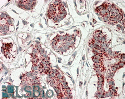 Goat Anti-Aconitase 2 (aa541-555) Antibody