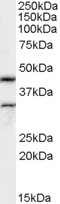 Goat Anti-Actin-like 7B (mouse) Antibody