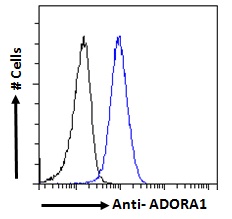 Goat Anti-Adenosine A1 receptor Antibody