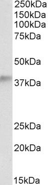 Goat Anti-ADH5 Antibody