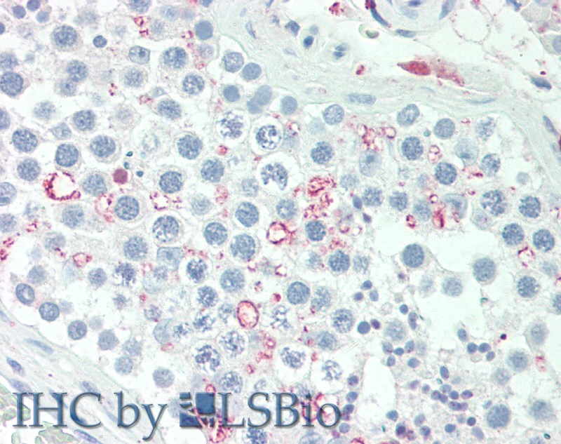 Goat Anti-Adipogenin (mouse, aa41-52) Antibody