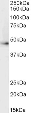 Goat Anti-ADRB2R / ADRB2 Antibody