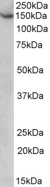 Goat Anti-AGTPBP1 / NNA1 Antibody