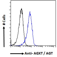 Goat Anti-AGXT / AGT Antibody