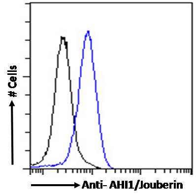 Goat Anti-AHI1 / Jouberin Antibody