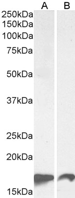 Goat Anti-AIF1/IBA1 isoform 1 and 3 Antibody
