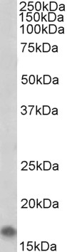 Goat Anti-AIF1/IBA1 isoform 1 and 3 (Rat reactivity only) Antibody