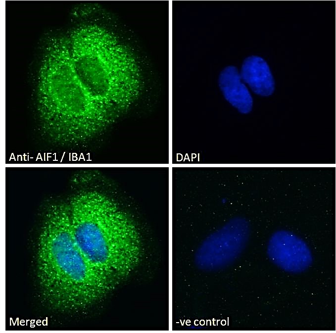Goat Anti-AIF1 / IBA1 (isoforms 1 + 3) Antibody