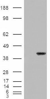 Goat Anti-AIP / ARA9 Antibody