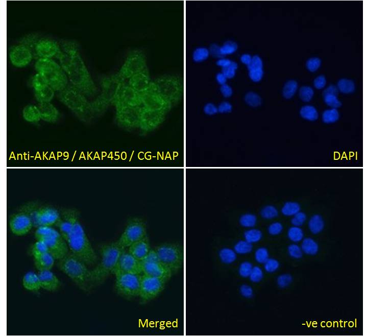 Goat Anti-AKAP9 / AKAP450 / CG-NAP Antibody