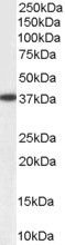Goat Anti-Aldehyde Reductase Antibody