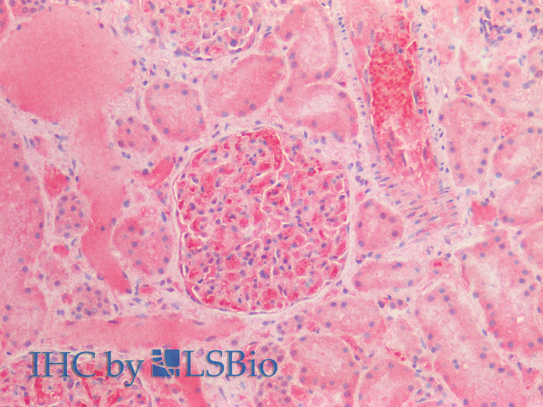 Goat Anti-alpha-fetoprotein (aa68-82) Antibody