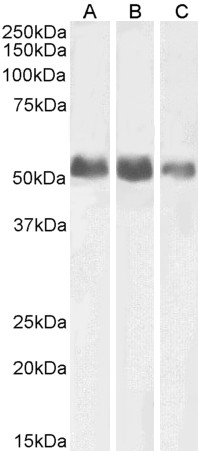 Goat Anti-ALPL (aa42-53) Antibody