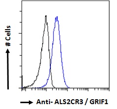 Goat Anti-ALS2CR3 / GRIF1 Antibody