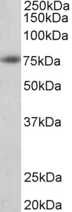 Goat Anti-Amyloid beta peptide (aa1-16) Antibody