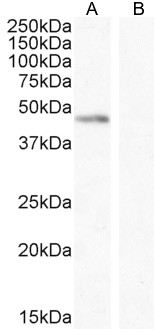 Goat Anti-ANGPT1 Antibody