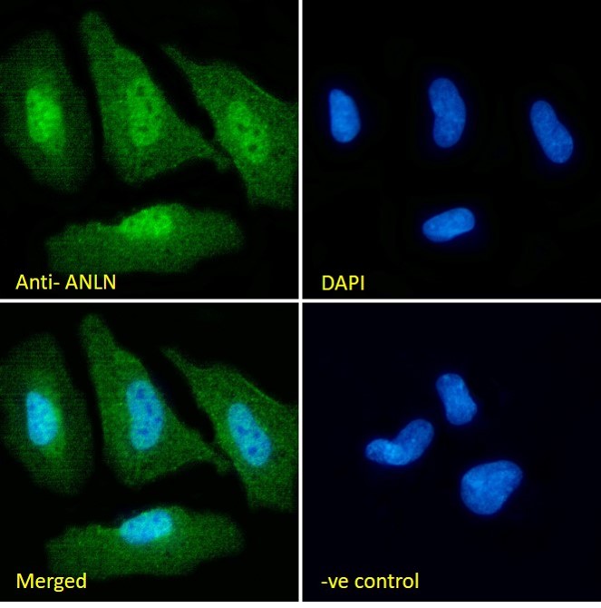 Goat Anti-ANILLIN / Scraps (internal) Antibody