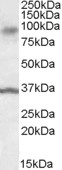 Goat Anti-ANKK1 Antibody