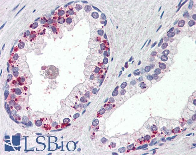 Goat Anti-Annexin I Antibody