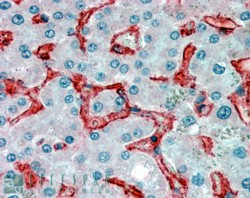 Goat Anti-AOC3 Antibody