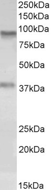 Goat Anti-AOC3 / VAP1 Antibody