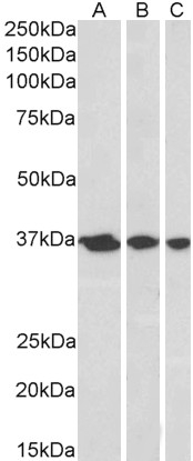Goat Anti-APE1 / APEX1 Antibody