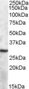 Goat Anti-APOBEC1 Antibody