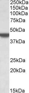 Goat Anti-APOBEC3D (aa61-74) Antibody