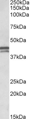 Goat Anti-APOL1 (aa297-309) Antibody
