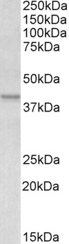 Goat Anti-APOL1 Antibody