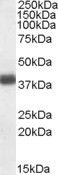 Goat Anti-APOL2 Antibody