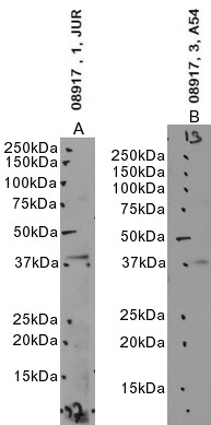Goat Anti-APOL3 Antibody