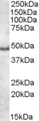 Goat Anti-APOL5 Antibody