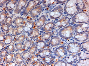 Goat Anti-apolipoprotein A-IV (mouse) Antibody