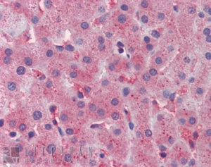 Goat Anti-Apolipoprotein C-III Antibody