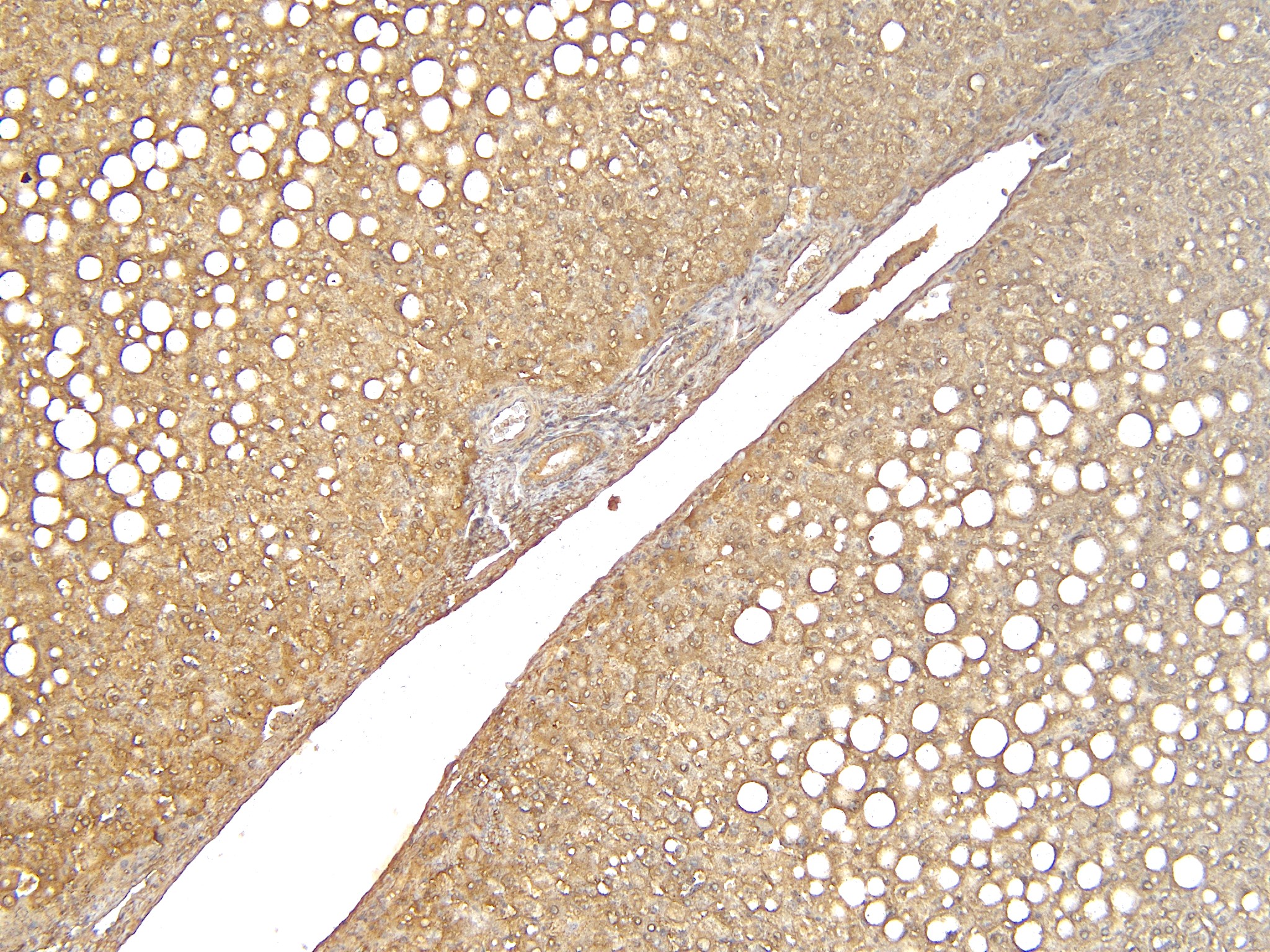 Goat Anti-APOD Antibody