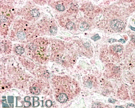 Goat Anti-Apolipoprotein F Antibody